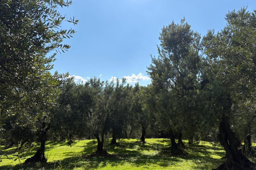 C21 Cius ; Engürücük Mahallesinde Satılık Zeytinlik