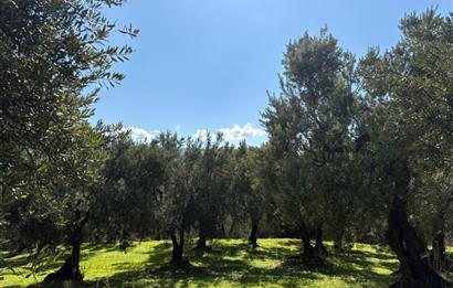 C21 Cius ; Engürücük Mahallesinde Satılık Zeytinlik