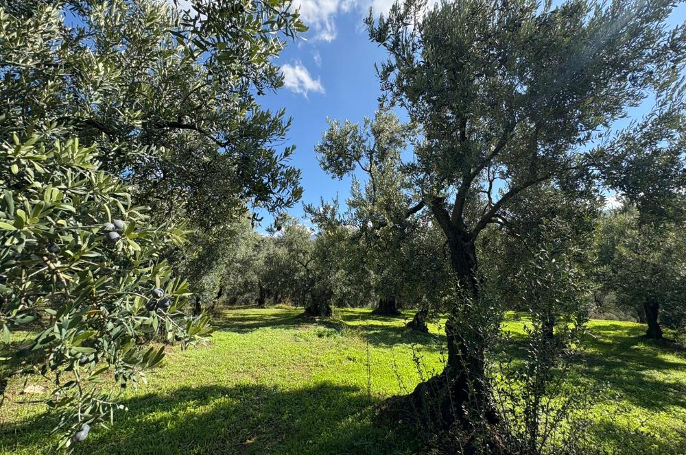 C21 Cius ; Engürücük Mahallesinde Satılık Zeytinlik