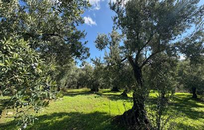 C21 Cius ; Engürücük Mahallesinde Satılık Zeytinlik