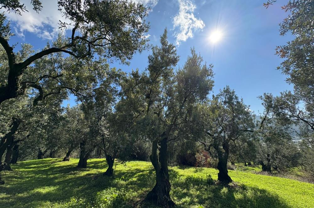 C21 Cius ; Engürücük Mahallesinde Satılık Zeytinlik