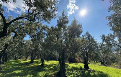 C21 Cius ; Engürücük Mahallesinde Satılık Zeytinlik