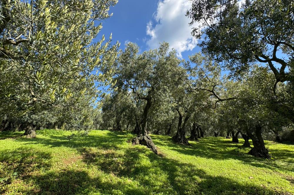 C21 Cius ; Engürücük Mahallesinde Satılık Zeytinlik