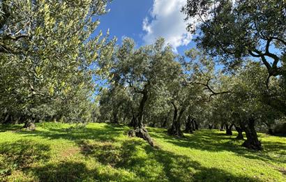 C21 Cius ; Engürücük Mahallesinde Satılık Zeytinlik