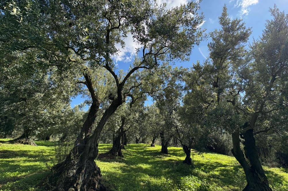 C21 Cius ; Engürücük Mahallesinde Satılık Zeytinlik