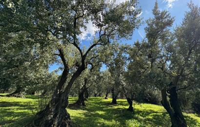 C21 Cius ; Engürücük Mahallesinde Satılık Zeytinlik