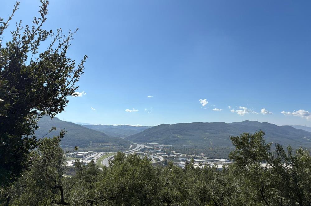 C21 Cius ; Engürücük Mahallesinde Satılık Zeytinlik