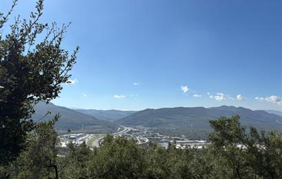 C21 Cius ; Engürücük Mahallesinde Satılık Zeytinlik