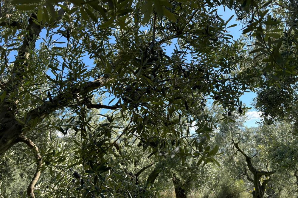 C21 Cius ; Engürücük Mahallesinde Satılık Zeytinlik