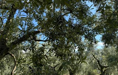 C21 Cius ; Engürücük Mahallesinde Satılık Zeytinlik