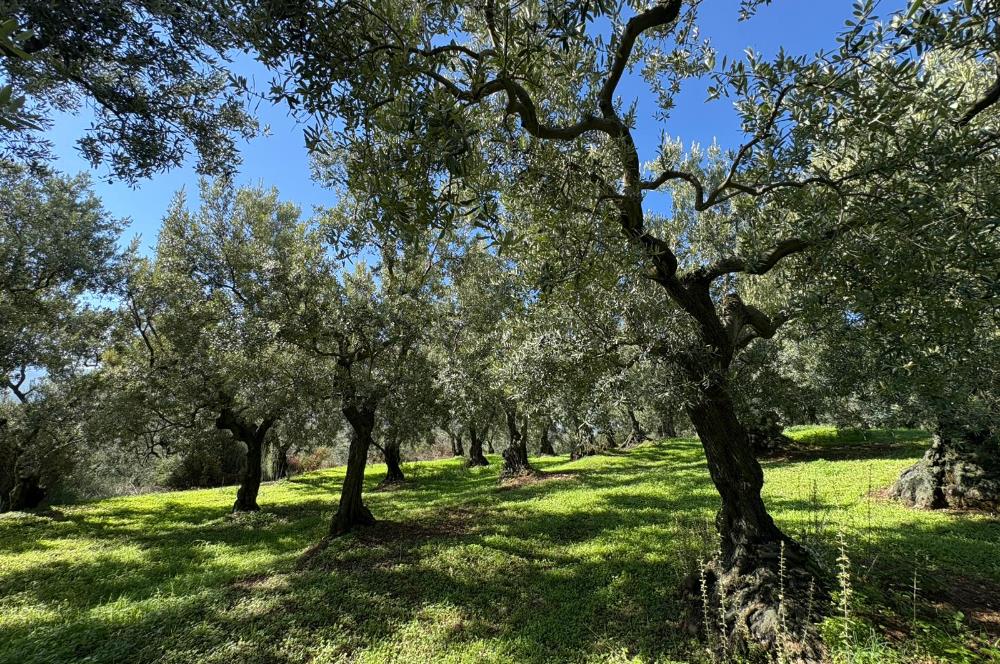 C21 Cius ; Engürücük Mahallesinde Satılık Zeytinlik