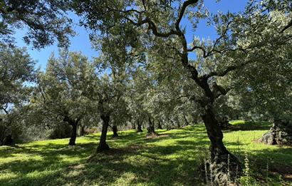 C21 Cius ; Engürücük Mahallesinde Satılık Zeytinlik