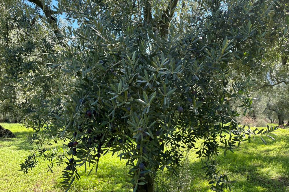 C21 Cius ; Engürücük Mahallesinde Satılık Zeytinlik