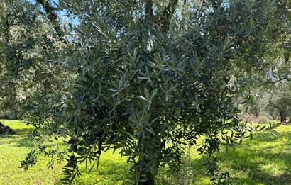 C21 Cius ; Engürücük Mahallesinde Satılık Zeytinlik