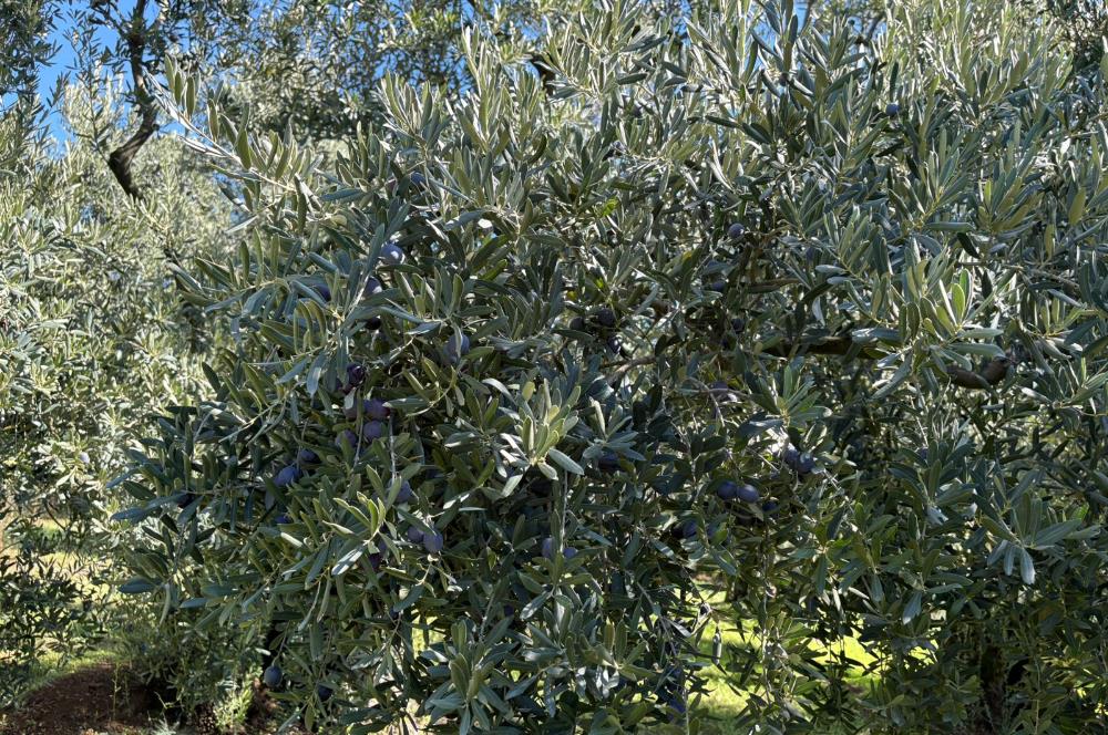 C21 Cius ; Engürücük Mahallesinde Satılık Zeytinlik