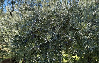 C21 Cius ; Engürücük Mahallesinde Satılık Zeytinlik