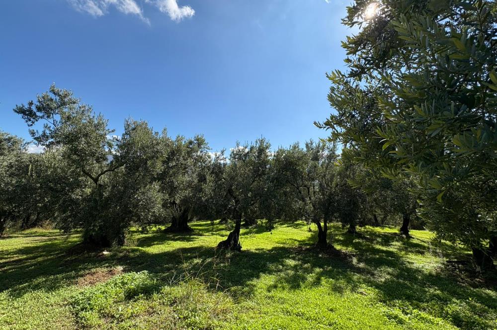 C21 Cius ; Engürücük Mahallesinde Satılık Zeytinlik