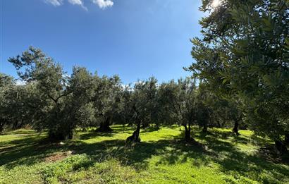 C21 Cius ; Engürücük Mahallesinde Satılık Zeytinlik