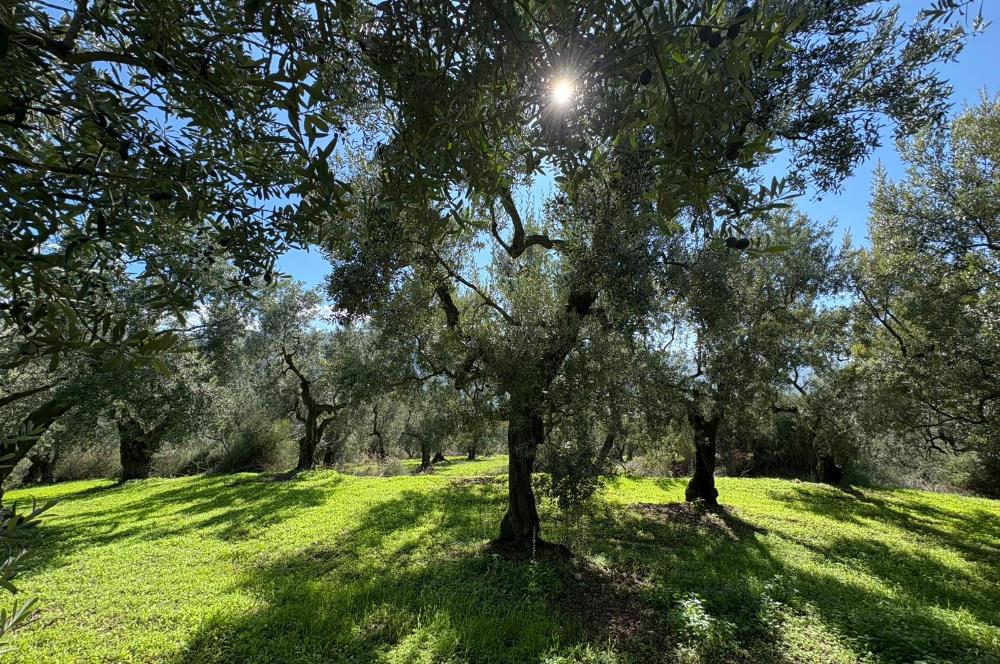 C21 Cius ; Engürücük Mahallesinde Satılık Zeytinlik