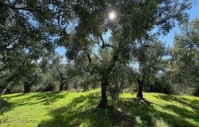 C21 Cius ; Engürücük Mahallesinde Satılık Zeytinlik
