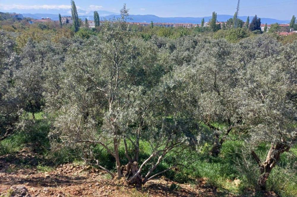 C21 Cius; Satılık Zeytinlik