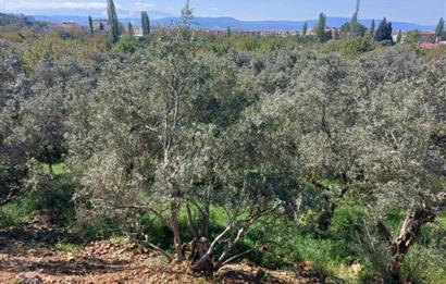 C21 Cius; Satılık Zeytinlik