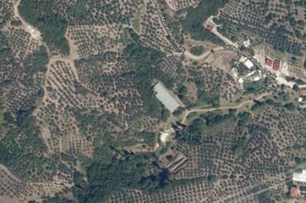 C21 Cius; Gemlik Muratoba'da 504 m2 Fırsat Zeytinlik