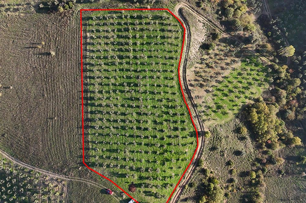 C21 Cius;Şahinyurdunda 6.975 m2 Ulaşımı Kolay Satılık Zeytinlik