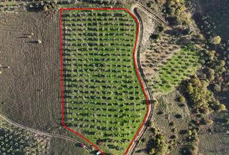 C21 Cius;Şahinyurdunda 6.975 m2 Ulaşımı Kolay Satılık Zeytinlik - 3 - 29405