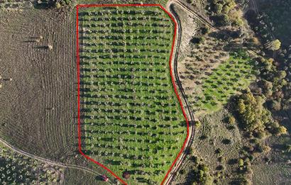 C21 Cius;Şahinyurdunda 6.975 m2 Ulaşımı Kolay Satılık Zeytinlik