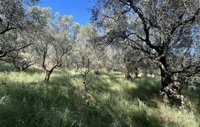 C21 Cius; Satılık Zeytinlik