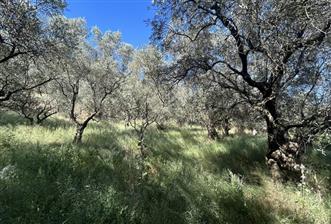 C21 Cius; Satılık Zeytinlik - 3 - 29404