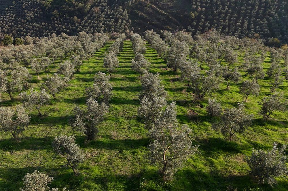 C21 Cius;Şahinyurdunda 6.975 m2 Ulaşımı Kolay Satılık Zeytinlik