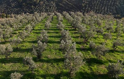 C21 Cius;Şahinyurdunda 6.975 m2 Ulaşımı Kolay Satılık Zeytinlik