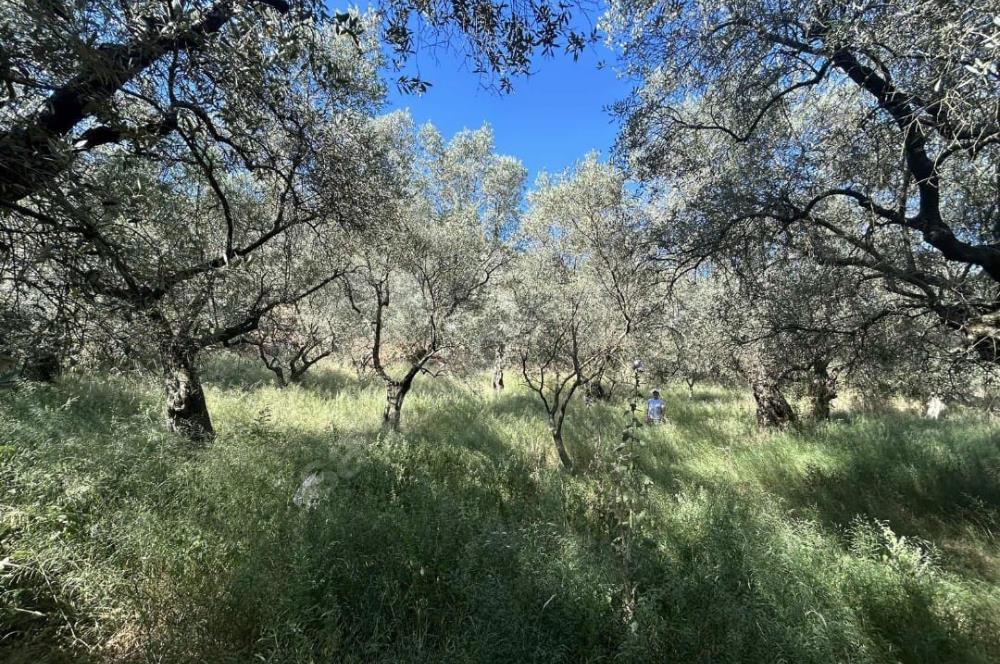 C21 Cius; Satılık Zeytinlik