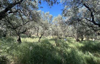 C21 Cius; Satılık Zeytinlik