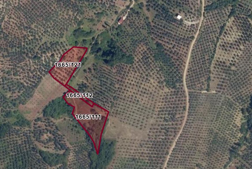C21 Cius; Muratoba'da Fırsat Zeytinlik