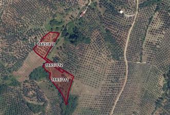 C21 Cius; Muratoba'da Fırsat Zeytinlik - 2 - 29409