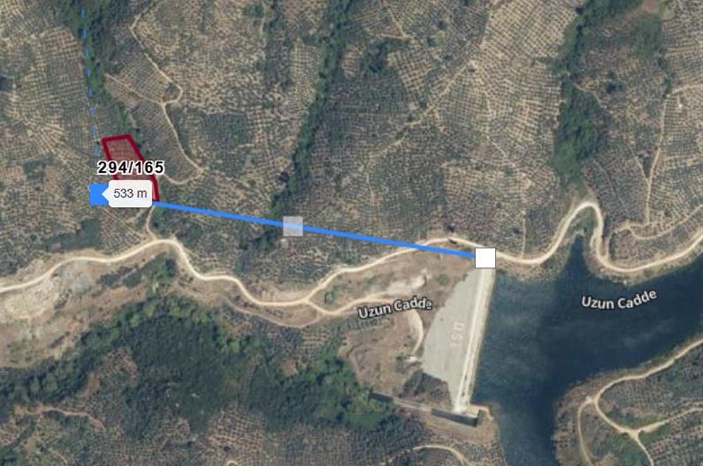 C21 Cius; Küçükkumla'da 3660 M2 Satılık Zeytinlik