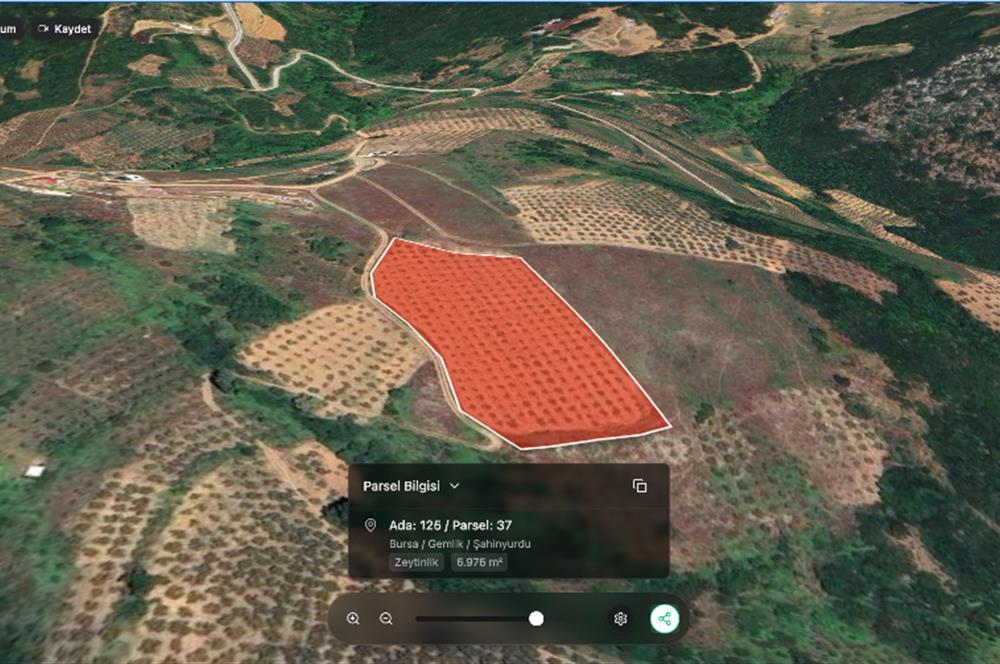 C21 Cius;Şahinyurdunda 6.975 m2 Ulaşımı Kolay Satılık Zeytinlik