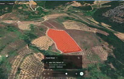 C21 Cius;Şahinyurdunda 6.975 m2 Ulaşımı Kolay Satılık Zeytinlik