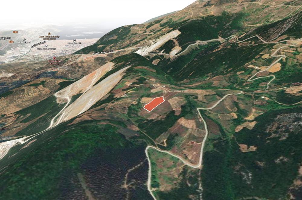 C21 Cius;Şahinyurdunda 6.975 m2 Ulaşımı Kolay Satılık Zeytinlik