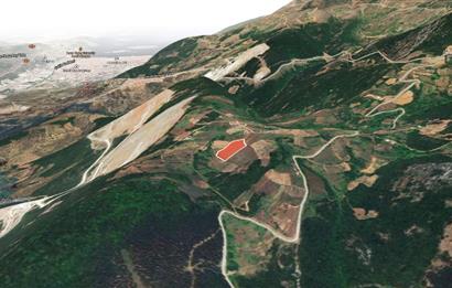 C21 Cius;Şahinyurdunda 6.975 m2 Ulaşımı Kolay Satılık Zeytinlik