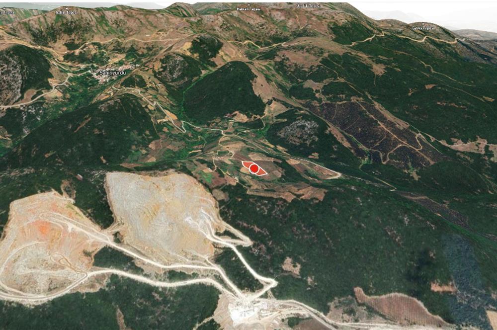 C21 Cius;Şahinyurdunda 6.975 m2 Ulaşımı Kolay Satılık Zeytinlik