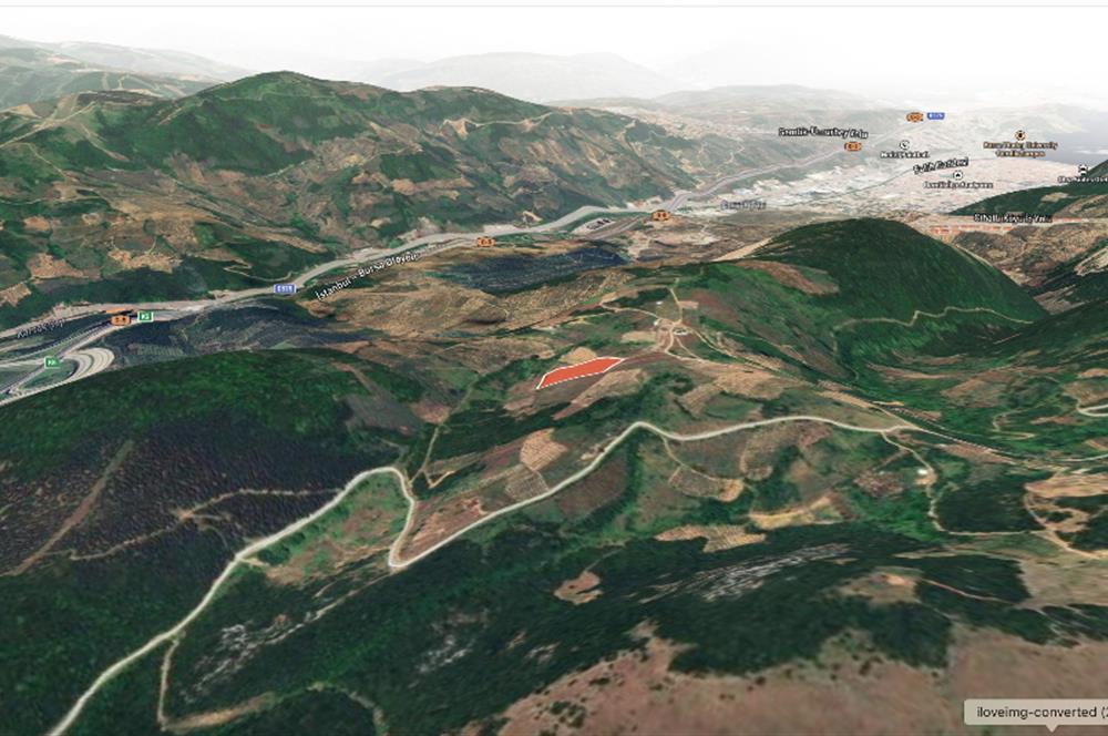 C21 Cius;Şahinyurdunda 6.975 m2 Ulaşımı Kolay Satılık Zeytinlik