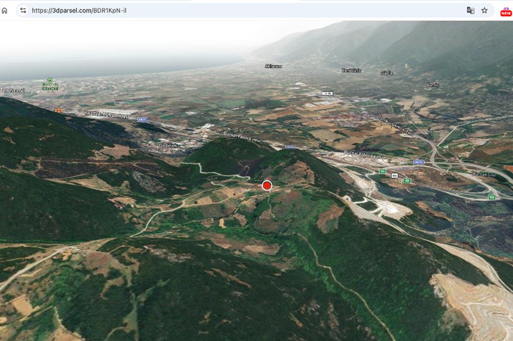 C21 Cius;Şahinyurdunda 6.975 m2 Ulaşımı Kolay Satılık Zeytinlik