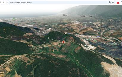 C21 Cius;Şahinyurdunda 6.975 m2 Ulaşımı Kolay Satılık Zeytinlik