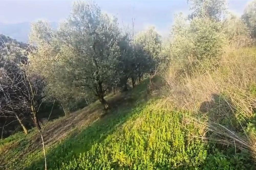 C21 Cius; Yeniköy'de Deniz Manzaralı Bahçe