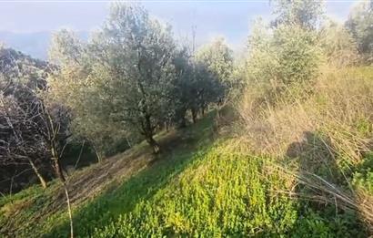 C21 Cius; Yeniköy'de Deniz Manzaralı Bahçe