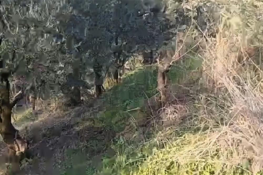 C21 Cius; Yeniköy'de Deniz Manzaralı Bahçe